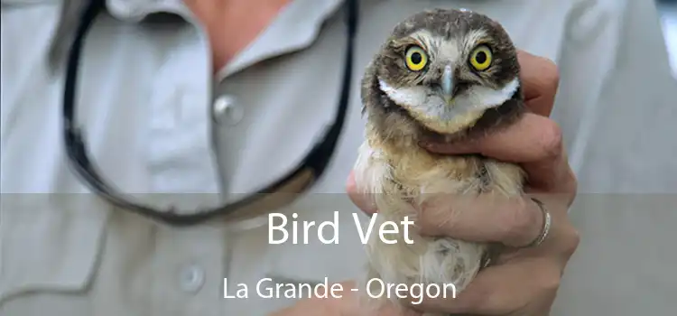 Bird Vet La Grande - Oregon