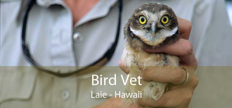 Bird Vet Laie - Hawaii