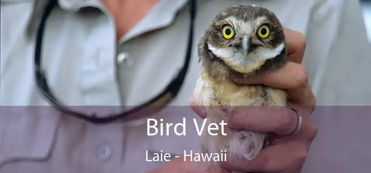 Bird Vet Laie - Hawaii