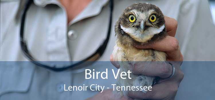 Bird Vet Lenoir City - Tennessee