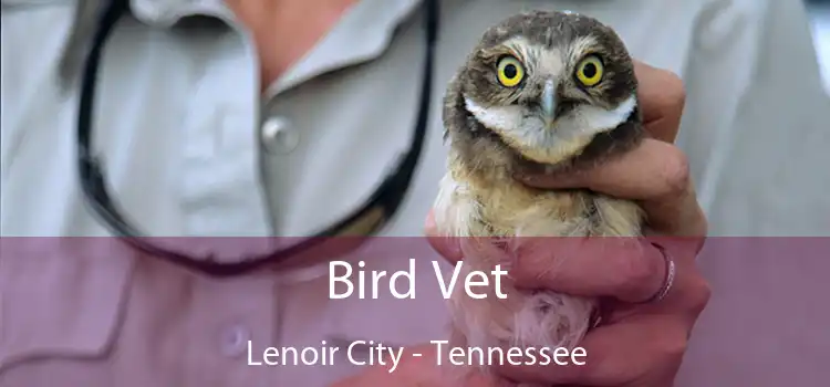 Bird Vet Lenoir City - Tennessee