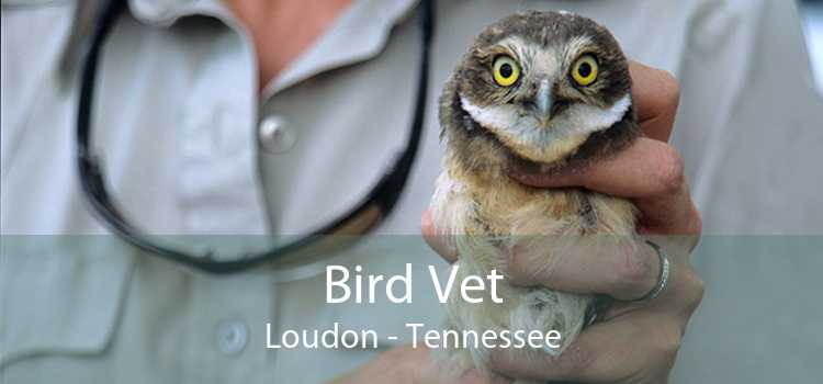 Bird Vet Loudon - Tennessee