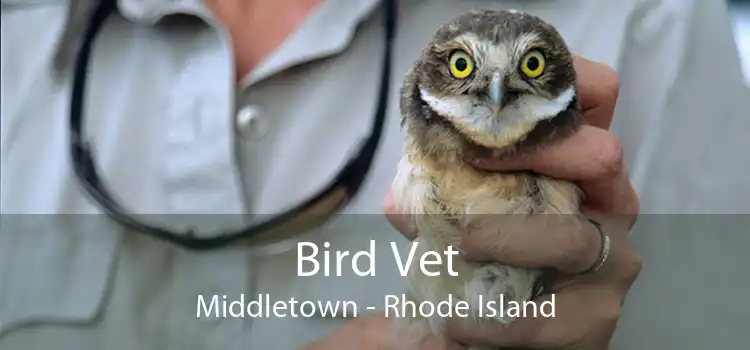Bird Vet Middletown - Rhode Island