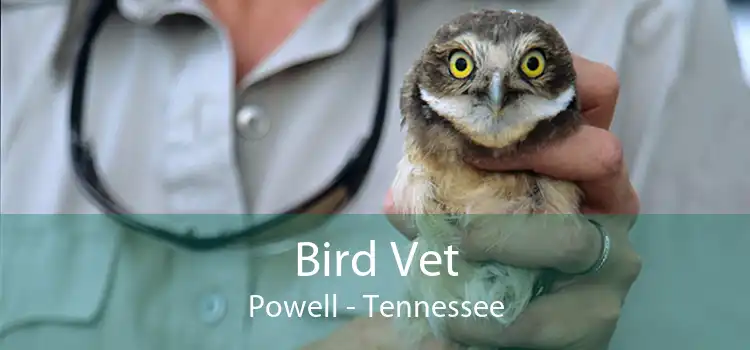 Bird Vet Powell - Tennessee