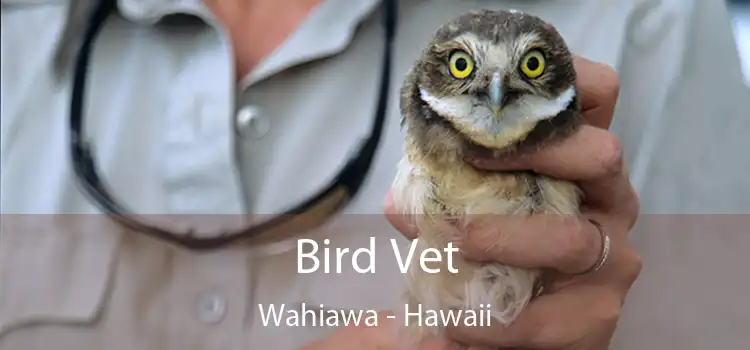 Bird Vet Wahiawa - Hawaii