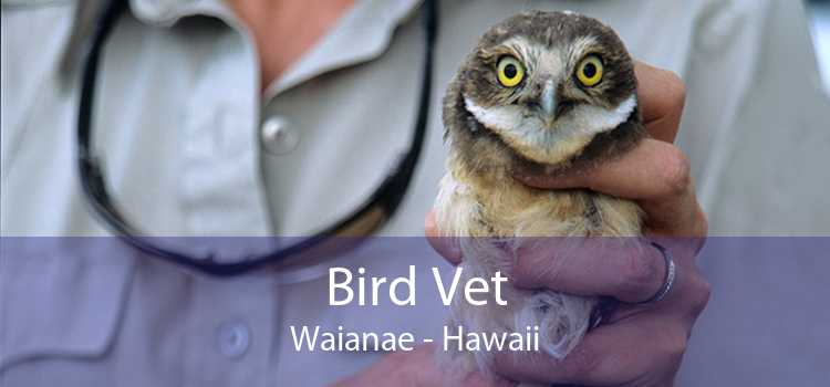Bird Vet Waianae - Hawaii