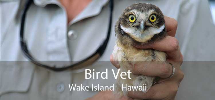 Bird Vet Wake Island - Hawaii