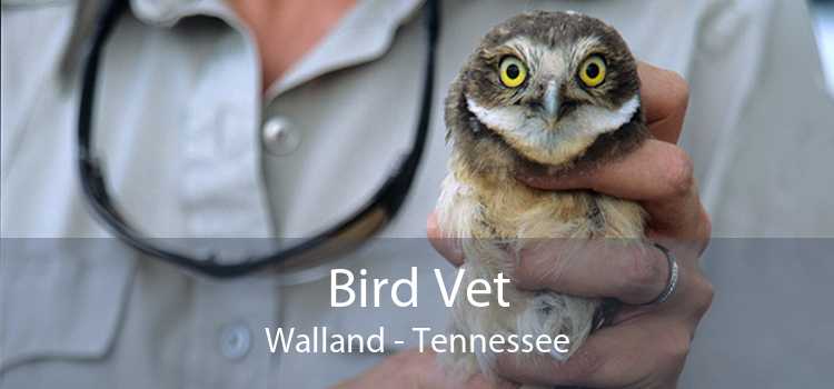 Bird Vet Walland - Tennessee