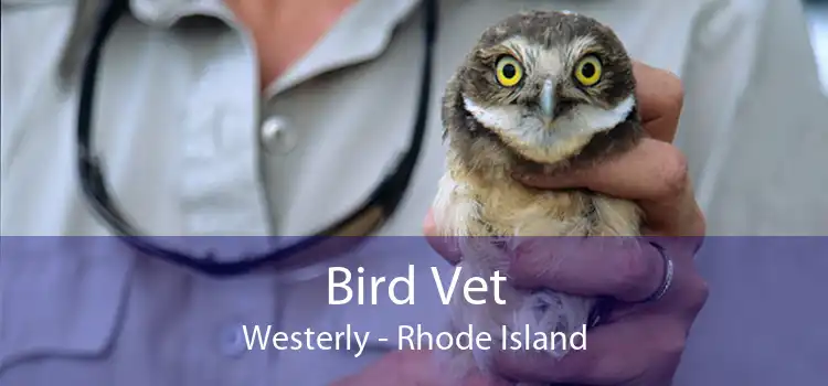 Bird Vet Westerly - Rhode Island