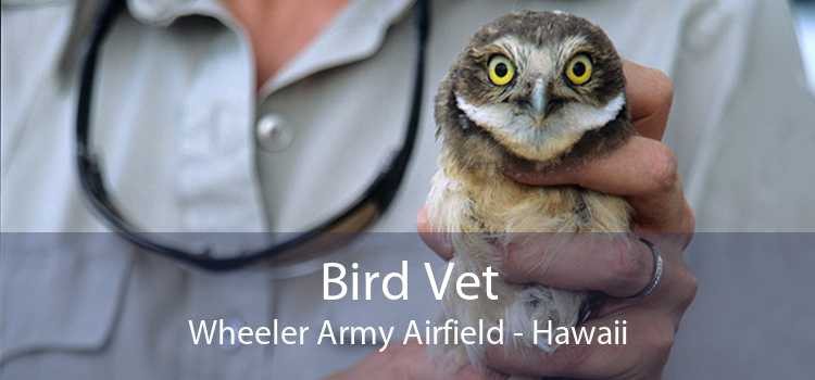 Bird Vet Wheeler Army Airfield - Hawaii