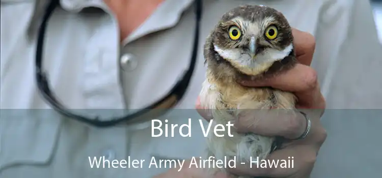 Bird Vet Wheeler Army Airfield - Hawaii