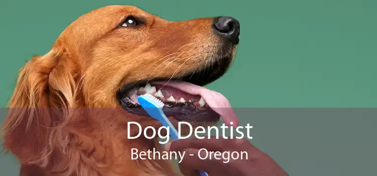 Dog Dentist Bethany - Oregon