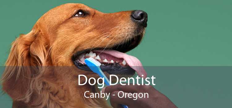 Dog Dentist Canby - Oregon