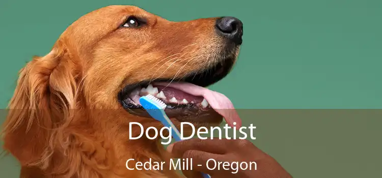 Dog Dentist Cedar Mill - Oregon