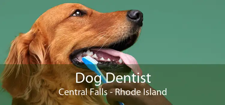 Dog Dentist Central Falls - Rhode Island