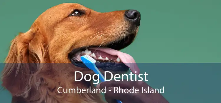 Dog Dentist Cumberland - Rhode Island