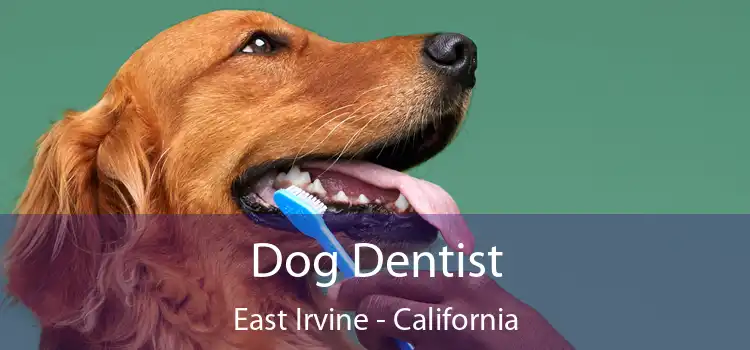 Dog Dentist East Irvine - California