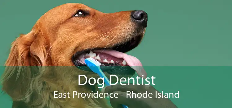 Dog Dentist East Providence - Rhode Island