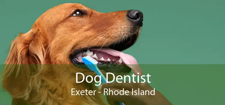 Dog Dentist Exeter - Rhode Island