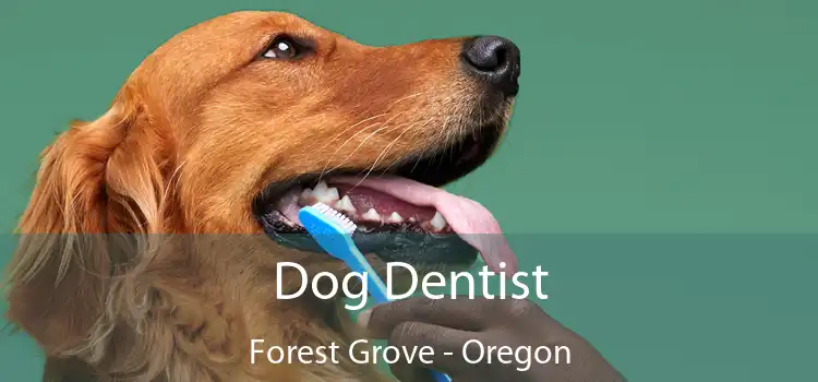 Dog Dentist Forest Grove - Oregon