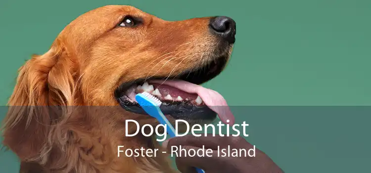 Dog Dentist Foster - Rhode Island