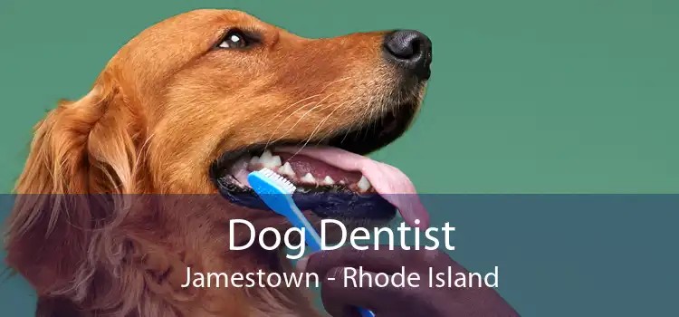 Dog Dentist Jamestown - Rhode Island
