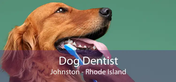 Dog Dentist Johnston - Rhode Island