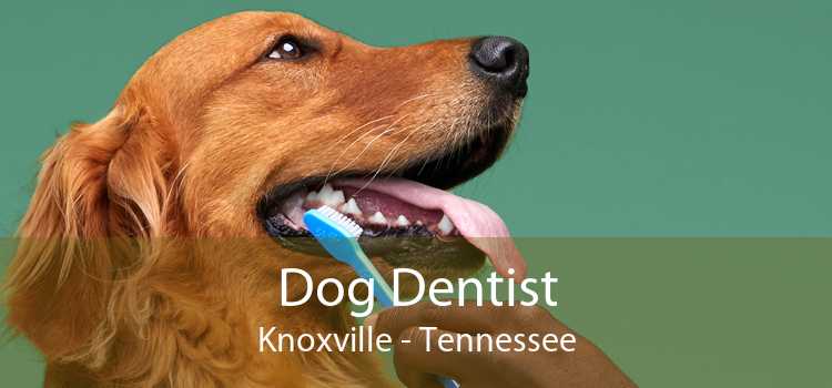 Dog Dentist Knoxville - Tennessee