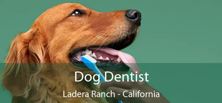 Dog Dentist Ladera Ranch - California
