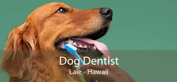 Dog Dentist Laie - Hawaii