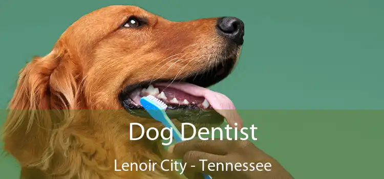 Dog Dentist Lenoir City - Tennessee