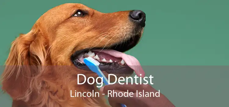 Dog Dentist Lincoln - Rhode Island