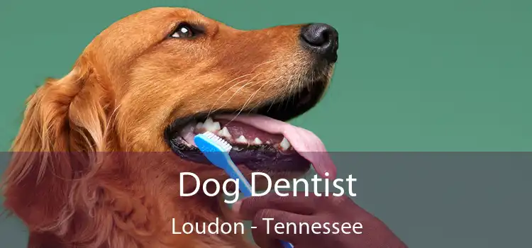 Dog Dentist Loudon - Tennessee