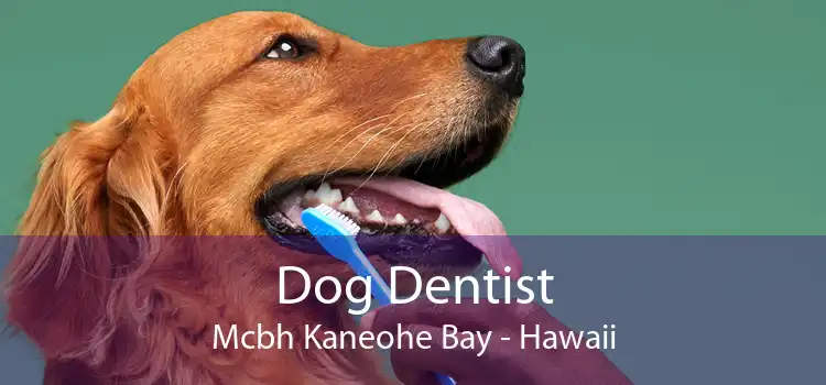 Dog Dentist Mcbh Kaneohe Bay - Hawaii
