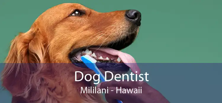 Dog Dentist Mililani - Hawaii