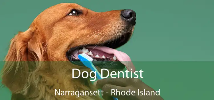 Dog Dentist Narragansett - Rhode Island