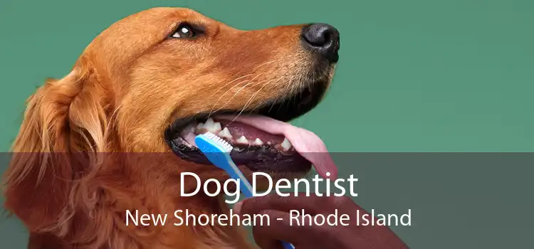 Dog Dentist New Shoreham - Rhode Island
