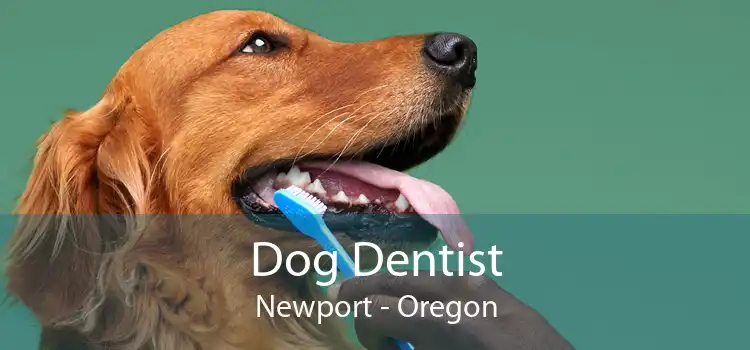 Dog Dentist Newport - Oregon