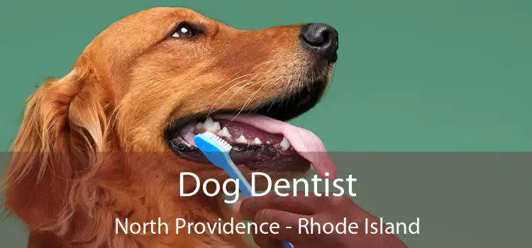 Dog Dentist North Providence - Rhode Island