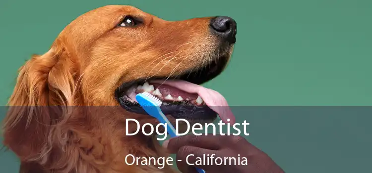 Dog Dentist Orange - California