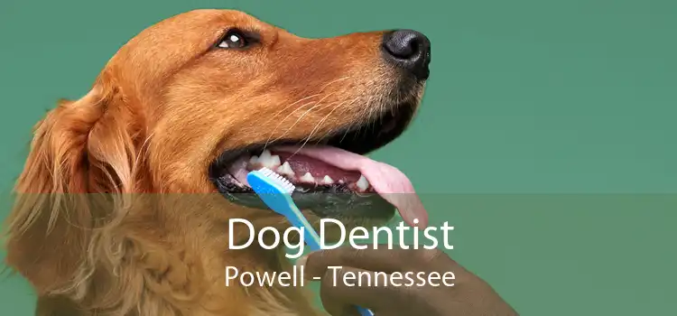 Dog Dentist Powell - Tennessee