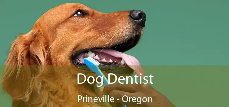 Dog Dentist Prineville - Oregon