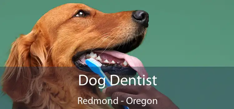 Dog Dentist Redmond - Oregon