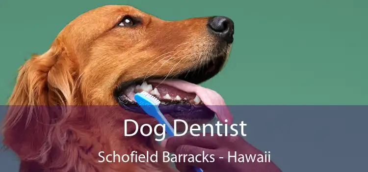 Dog Dentist Schofield Barracks - Hawaii