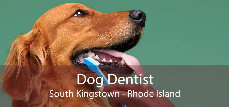 Dog Dentist South Kingstown - Rhode Island