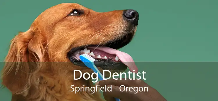 Dog Dentist Springfield - Oregon