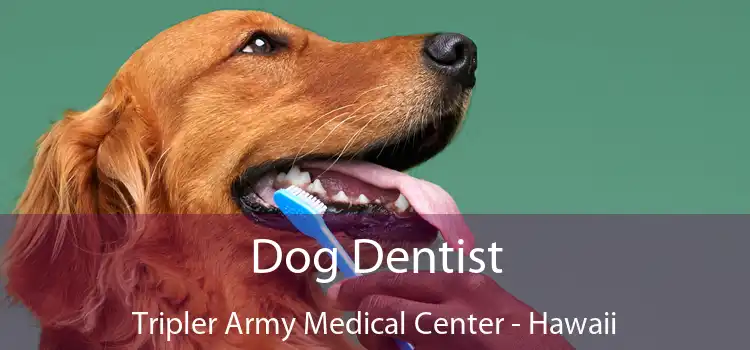 Dog Dentist Tripler Army Medical Center - Hawaii