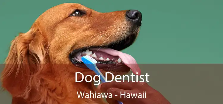 Dog Dentist Wahiawa - Hawaii