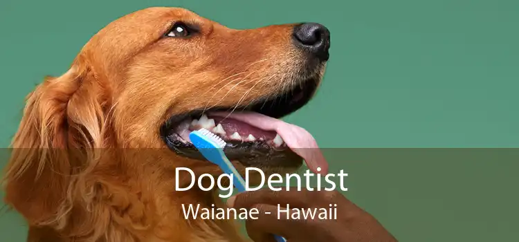 Dog Dentist Waianae - Hawaii