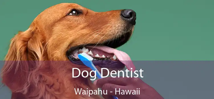 Dog Dentist Waipahu - Hawaii